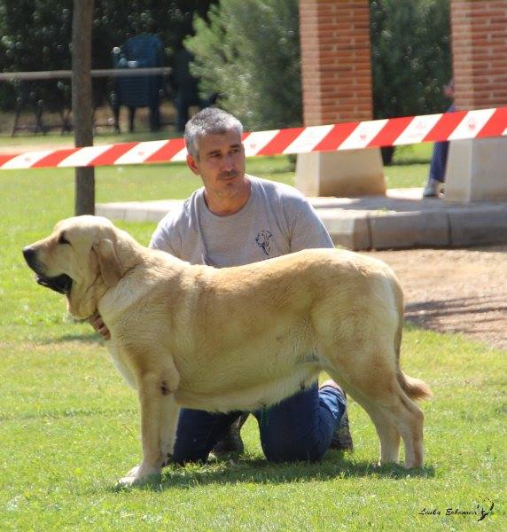 XXXVIII Monográfica Nacional AEPME - Gordoncillo, Leon 08.09.2018
Keywords: 2018