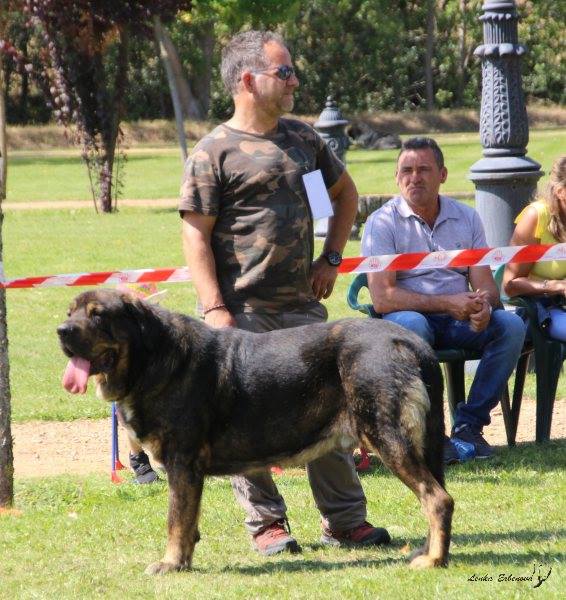 XXXVIII Monográfica Nacional AEPME - Gordoncillo, Leon 08.09.2018
Keywords: 2018