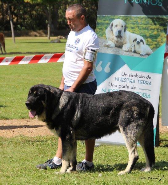 XXXVIII Monográfica Nacional AEPME - Gordoncillo, Leon 08.09.2018
Keywords: 2018