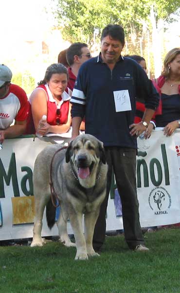 Campanero de Campollano - Intermediate Class Males - AEPME Monográfica, Valencia de Don Juan, León, 18.09.2004
(Tizón de Fuentemimbre x Salsa de Campollano) 
Breeder : José Luis Moncada 
Owner: José A. Estévez  

Keywords: 2004