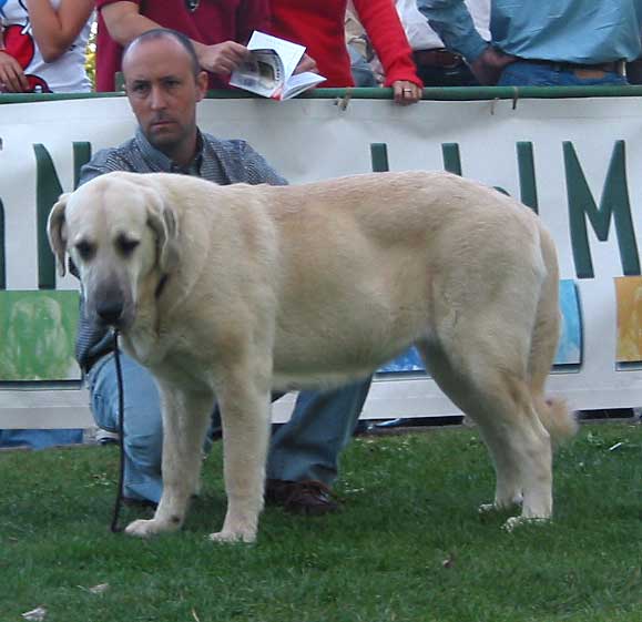 Nona de Valdejera - Intermediate Class - AEPME Monográfica, Valencia de Don Juan, León, 18.09.2004
(Campo de Ablanera x Cepa de Valdejera) 
Breeder: Eduardo Sierra, owner: Kennel Lunava  

Keywords: 2004 lunava