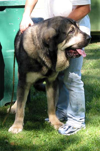 Pollero - Intermediate Class Males - AEPME Monográfica, Valencia de Don Juan, León, 18.09.2004
(Ch.Ulises de Babia x Serrana) 
Breeder: Moises Oslé
Owner: Tiburcio A. Fernandez  

Keywords: 2004