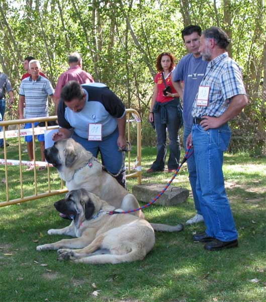 Sansón & Ron - Puppy Class Males - AEPME Monográfica, Valencia de Don Juan, León, 18.09.2004
(Ordoño x Princes de Vega de Albares)
Born: 28.03.2004
Breeder: Angel Sáinz de la Maza
Owner: César Estébanez Alonso 
 

Keywords: 2004 baolamadera