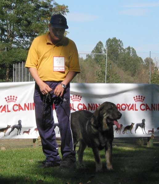 Pancho - Puppy Class Males - AEPME Monográfica, Valencia de Don Juan, León, 18.09.2004
(Tizón de Fuentemimbre x Tea de Vilar) 
Breeder & owner: Fernando Sanz  

Keywords: 2004