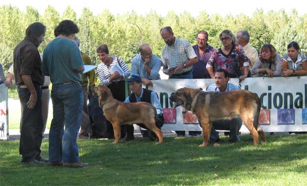 Puppy Class Females - AEPME Monográfica, Valencia de Don Juan, León, 18.09.2004
Keywords: 2004