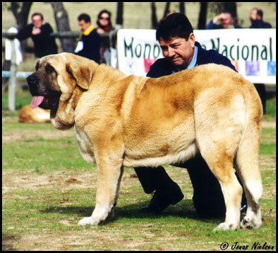 Jorgito de Montes del Pardo - Open Class Males: Exc. 6 - XXI Monográfica AEPME 2001
(Ch. Tonio de Montes del Pardo x Flor de Trashumancia)
Born: 11-03-1999
Breeder: Sergio de Salas
Owner: José Antonio Estévez



Keywords: 2001