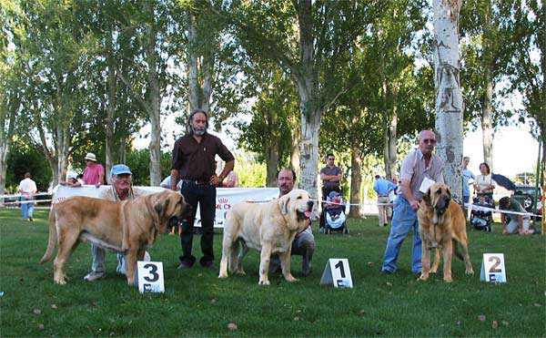 CH Nalón de Montes del Pardo, Cañon de Fuentemimbre, CH Ron de Autocan - AEPME Monográfica, Valencia de Don Juan, León, 18.09.2004
Champion Class Males - Campeones Machos  
3º - CH Nalón de Montes del Pardo - Breeder & owner: Sergio de Salas (CH Tonio de Montes del Pardo x Dalila de Montes del Pardo)
1º - CH Cañon de Fuentemimbre - Breeder & owner: Franciso Torrijos ( CH Ulises de Ablanera x Senda de Trashumancia)
2º - CH Ron de Autocan - Breeder & owner: Isidro García Suarez (León de Autocan x Berta de Autocan)  

Keywords: 2004