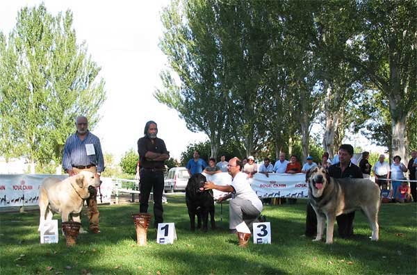 Intermediate Class Males - Intermedia Machos - AEPME Monográfica, Valencia de Don Juan, León, 18.09.2004
Intermediate Class Males - Intermedia Machos  
2º - Llanero de Ablanera - Breeder & owner: Angel Fernández (CH Cañon de Fuentemimbre x Nena de Ablanera) 
1º - Carbonero de Fuentemimbre - Breeder & owner: Francisco Torrijos (CH Nalón de Ablanera x Gorga de Fuentemimbre)
3º - Campanero de Campollano - Breeder: José Luis Moncada, owner: José a: Estévez (Tizón de Fuentemimbre x Salsa de Campollano)  

Keywords: 2004