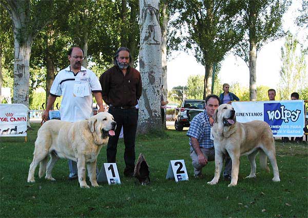 Best Male: 1º Canón de Fuentemimbre - 2º Tajo de la Peña Mora - AEPME Monográfica, Valencia de Don Juan, León, 18.09.2004
1º - Canón de Fuentemimbre (CH Ulises de Ablanera x Senda de Trashumancia) - Breeder & owner: Francisco Torrijos 
2º - Tajo de la Peña Mora (CH Cañon de Fuentemimbre x Jara de Ablanera) - Breeder: Javier Mora, owner: Eduardo Sierra  

Keywords: 2004