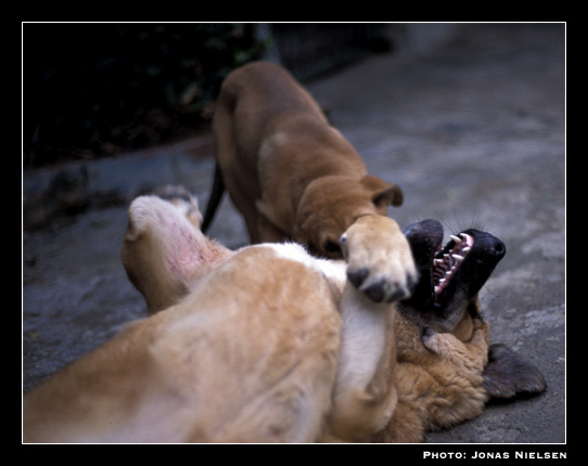 Puppies playing
Puppies from Montes del Pardo
Keywords: pardo cachorro