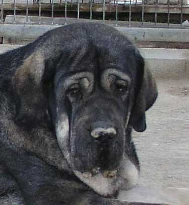 Mora de Buixonte - CAC, BOB (MR) National show Valencia December 2006
MEJOR HEMBRA DEL AÑO 2006 COMUNIDAD VALENCIANA Y MURCIA
Keywords: 2006 buxionte mesta head portrait cabeza