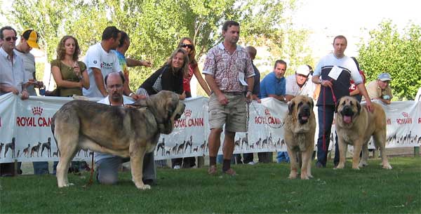 Moroco de Fuentemimbre, Hércules de Babia, Raphael - Open Class Males - AEPME Monográfica, Valencia de Don Juan, León, 18.09.2004
Moroco de Fuentemimbre: (Ch. Ulises de Ablanera x Ch. Margarita de Trashumancia) Breeder: Mariano Santos, owner: Francisco Torrijos
Hércules de Babia: (Ch. Ulises de Babia x Luna de Babia) Breeder: Pedro Álvarez, owner: Isaac J. Rodríguez
Raphael: ( Ch. Ulises de Ablanera x Mola) Breeder & owner: Julio César González  
 
  

Keywords: 2004