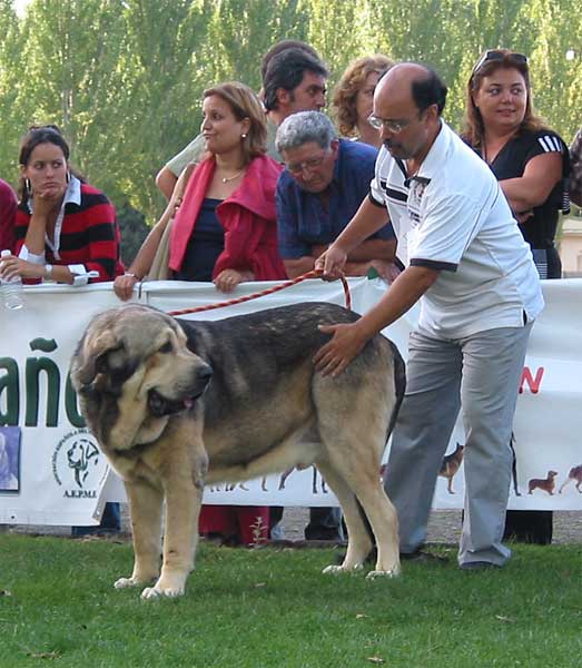 Moroco de Fuentemimbre - Open Class Males - AEPME Monográfica, Valencia de Don Juan, León, 18.09.2004
(Ch. Ulises de Ablanera x Ch. Margarita de Trashumancia)
Breeder: Mariano Santos
Owner: Francisco Torrijos  

Keywords: 2004 fuentemimbre