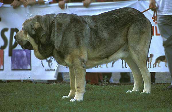 Moroco de Fuente Mimbre - Open Class Males - AEPME Monográfica, Valencia de Don Juan, León, 18.09.2004
(Ch. Ulises de Ablanera x Ch. Margarita de Trashumancia)
Breeder: Mariano Santos
Owner: Francisco Torrijos  

Keywords: 2004 fuentemimbre