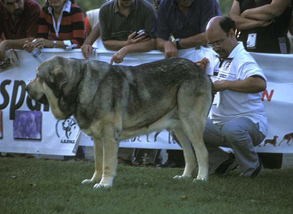 Moroco de Fuentemimbre - Open Class Males - AEPME Monográfica, Valencia de Don Juan, León, 18.09.2004
(Ch. Ulises de Ablanera x Ch. Margarita de Trashumancia)
Breeder: Mariano Santos
Owner: Francisco Torrijos  

Keywords: 2004 fuentemimbre