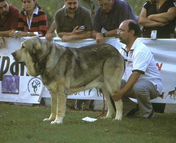 Moroco de Fuente Mimbre - Open Class Males - AEPME Monográfica, Valencia de Don Juan, León, 18.09.2004
Ch. Ulises de Ablanera x Ch. Margarita de Trashumancia)
Breeder: Mariano Santos
Owner: Francisco Torrijos  

Keywords: 2004 fuentemimbre