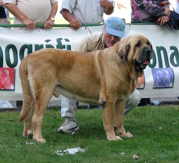 Ch. Nalón de Montes del Pardo - Champion Class Males - AEPME Monográfica, Valencia de Don Juan, León, 18.09.2004
(Ch. Tonio de Montes del Pardo x Dalila de Montes del Pardo)
Breeder & owner: Sergio de Salas  

Keywords: 2004 pardo