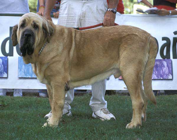 Ch. Nalón de Montes del Pardo - Champion Class - AEPME Monográfica, Valencia de Don Juan, León, 18.09.2004
(Ch. Tonio de Montes del Pardo x Dalila de Montes del Pardo)
Breeder & owner: Sergio de Salas  
 

Keywords: 2004 pardo