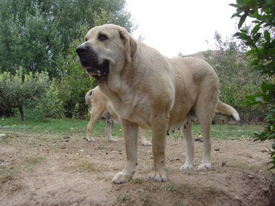 Nati de Valdejera
(Campo de Ablanera x Cepa de Valdejera)
Born: 16.03.2003

