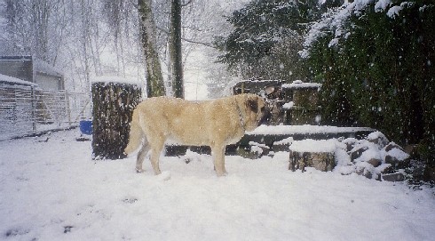 Pury de Valdejera (1.5 years)
Keywords: alcantara snow nieve