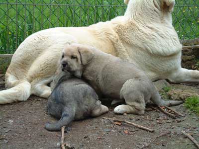 Naranco & Sobia de Ablanera
(Moroco de Fuente Mimbre x Nena de Ablanera)  

Keywords: angel puppyspain puppy cachorro