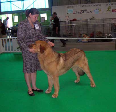 Neron de Filandon: EXC. 1 - Young Class Males, Championnat de France - Montlucon 2007
Breeder: Manuel Moncó Garcia 
Owner: Natasha Prudnik

Keywords: 2007