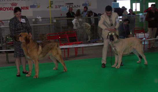 Neron de Filandon: EXC. 1, Young Class Males & Viva du Haras de la Vergne - EXC. 1, CACIB, BOB, Open Class Females - Championnat de France - Montlucon 2007
Neron: Breeder: Manuel Moncó Garcia - owner: Natasha Prudnik 
Viva: Breeder: Françoise François - owner: Ludovic Peraleda 
Keywords: 2007