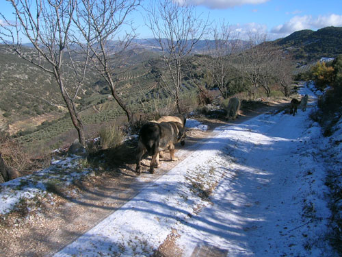 Mastines from Tierra Alta November 2005
Keywords: snow nieve