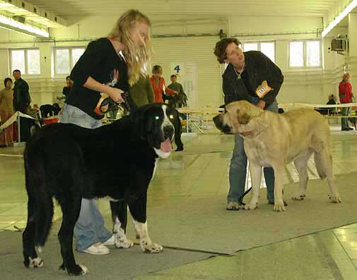 Ares Spod Okruhlej Vinice, Exc.1, CAC, CACIB & Sanson del Dharmapuri -Exc.2, res.CAC, res.CACIB - Intermediate Class Males, International Show 05.11.06


Keywords: 2006