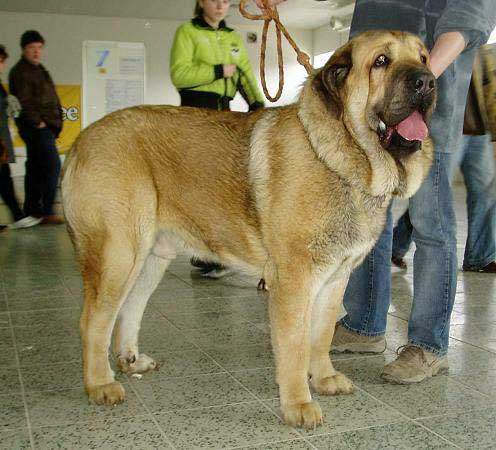 Domenico Beark Cerny Levhart: Exc. 1, CAC, BOB - Intermediate Class Males,  National Show, Nitra - 19.03.2006
(Arak z Kraje Sokolu x Belize Cerný Levhart) 
Born: 08.06.2004 
Owner: Mikulás Polievka
Keywords: 2006