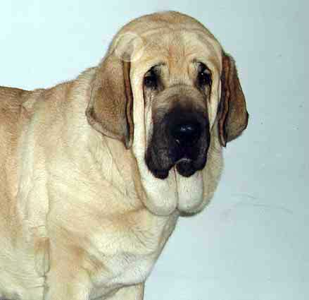 Feya Mastibe, Exc.1, CAC, CACIB, BOB - Champion Class Females, International Show 05.11.06
Keywords: 2006 mastibe head portrait cabeza