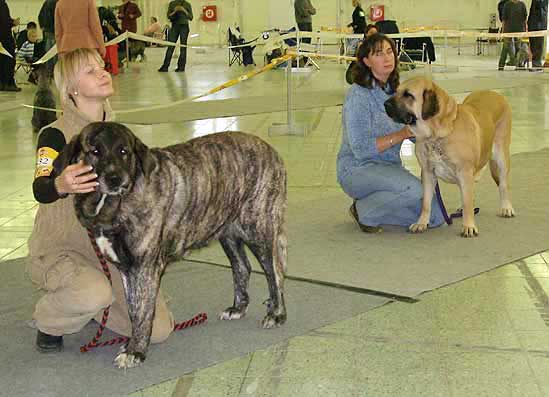 Graci Mastibe, Exc.1, CAC, res.CACIB & Deborah Tornado Erben - Exc.2, res.CAC - Open Class Females, International Show Nitra 05.11.06


Keywords: 2006