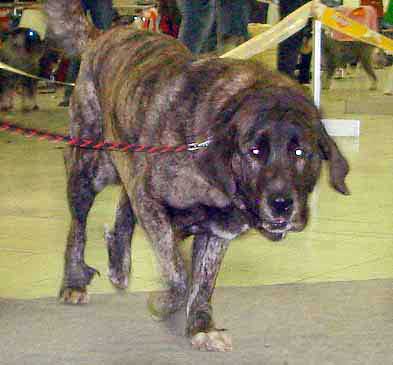 Graci Mastibe, Exc.1, CAC, res.CACIB - International Show Nitra 05.11.06
Keywords: 2006 mastes