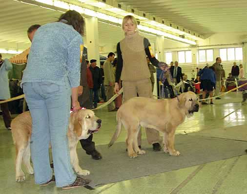 Jorgito Tornado Erben, Very Promising 2 &  Gabon z Kraje Sokolu - Very promising 1 - Baby Class Males, International Show 05.11.06
Keywords: 2006