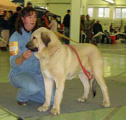 Ramonet, Very Promising 1 - Puppy Class Males, International Show Nitra 05.11.06
Keywords: 2006 tornado