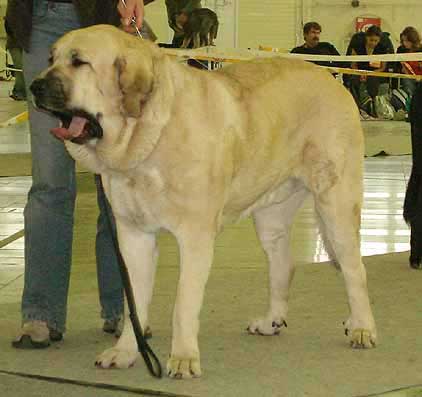 Sanson del Dharmapuri, Exc.2, res.CAC, res.CACIB - Intermediate Class Males, International Show Nitra 05.11.06
Keywords: 2006 fresu