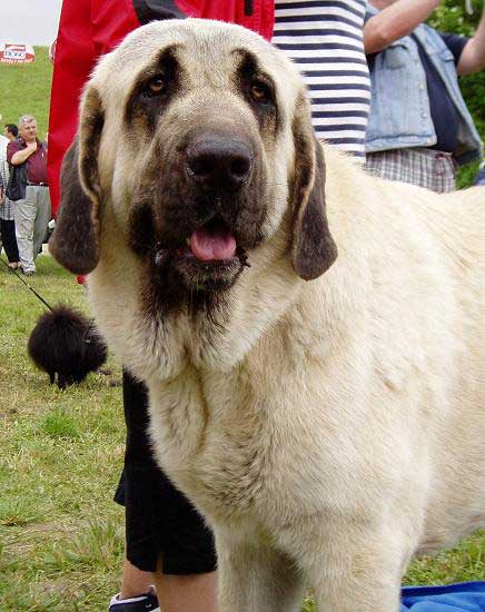 Anessi z Netluckych Pastvin: Exc. 1, CAJC - Young Class Females, International show, Nitra 03.06.2007
Conchitta Tornado Erben x Denis Tornado Erben
Born: 08.06. 2006

Keywords: 2007 pastvin