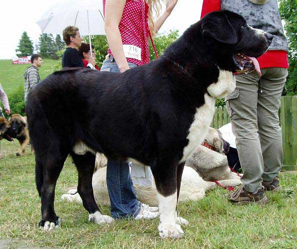 Ares spod Okruhlej Vinice: Exc. 1, CAC, CACIB - Intermediate Class Males, International show, Nitra 03.06.2007
Baskervil Mastibe x Brita Priehrada 
Born: 15.07.2005 
Ključne reči: 2007