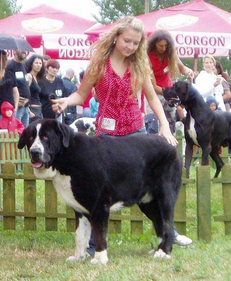 Ares spod Okruhlej Vinice: Exc. 1, CAC, CACIB - Intermediate Class Males, International show, Nitra 03.06.2007
Baskervil Mastibe x Brita Priehrada 
Born: 15.07.2005 

Keywords: 2007