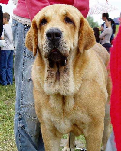 Historia Tornado Erben: Exc. 1, CAC, CACIB, BOB - Intermediate Class Females, International show, Nitra 03.06.2007
Druso de la Aljabara x Cassandra Tornádo Erben
Born: 11.08.2005 

Keywords: 2007 confundo