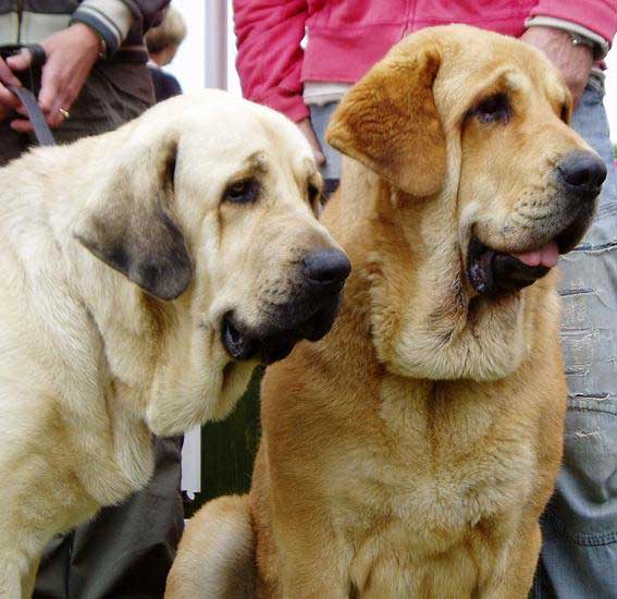 Ramonet (Los Payuelos): Exc. 1, CAJC & Historia Tornado Erben: Exc. 1, CAC, CACIB, BOB - International show, Nitra 03.06.2007
Ramonet: (Ron de Babia x Trufa de Trashumancia) - Born: 28.03.2006
Historia: (Druso de la Aljabara x Cassandra Tornado Erben) - Born: 11.08.2005  
Keywords: 2007 head portrait cabeza tornado confundo