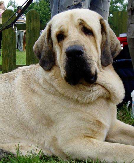 Ramonet (Los Payuelos): Exc. 1, CAJC - Young Class Males, International show, Nitra 03.06.2007
Ron de Babia x Trufa de Trashumancia
Born: 28.03.2006


Keywords: 2007 tornado confundo