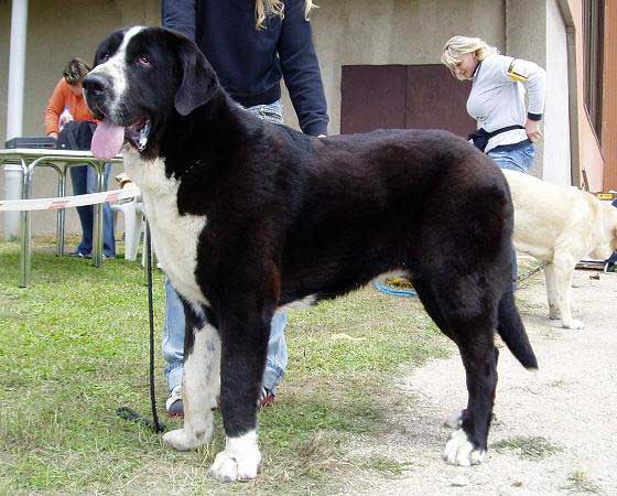 ARES SPOD OKRUHLEJ VINICE - Exc.1, CAJC - Young Class Males - International Show, Nitra 04.06.2006
(Ich. Baskervil Mastibe x Ch. Brita Priehrada) 
Keywords: 2006