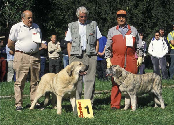 1º: Olivero V., Best Male Puppy, BEST PUPPY & Rota de Reciecho, Best Female Puppy - Barrios de Luna, León, 12.09.2004
Olivero V. (Puppy Class Males) Owner: Manuel Geijo Rodríguez 
Rota de Reciecho (Puppy Class Females) Owner: Lorenzo Rodríguez Rodríguez 
Keywords: 2004