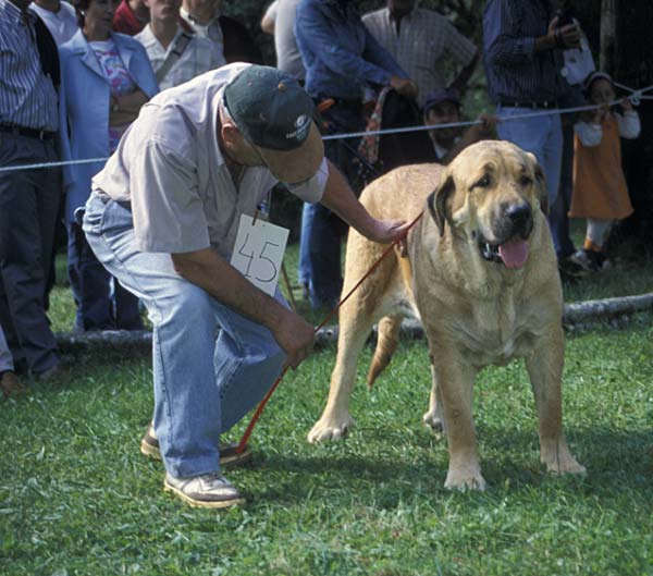 Señora de Autocán - Barrios de Luna, León, 12.09.2004
(Quijano de Autocán x Ama de Autocán) 
Breeder & owner: Isidro García  

Keywords: 2004 autocan