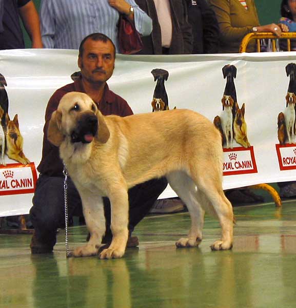 Curro de Fieranoble, Promising 3 - Puppy Class Males - XXV Monográfica AEPME 30.10.2005
(Rodrigo de Babia x Alma de Fieranoble) 
Born: 26.03.2005 
Breeder & owner: Juan Luis Ortega Martínez  

Keywords: 2005