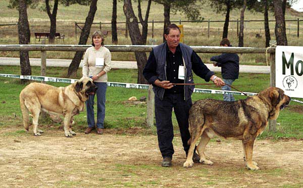 Recio de Valdejera, VG 2 & Sultán, Exc. 2 - Open Class Males - XXI Monográfica AEPME 2001
Recio: (Golfo de Valdejera x Ch Iris de Valdejera) Born: 07.10.1998 - Breeder: Eduardo Sierra. owner: Andrés Hernández Prado
Sultán: (Kronos de Babia x Aquiana) - Born: 30.06.1994 - Breeder: Pedro Alvarez Barriada, owner: Agustín Fernández Díez

  

Keywords: 2001