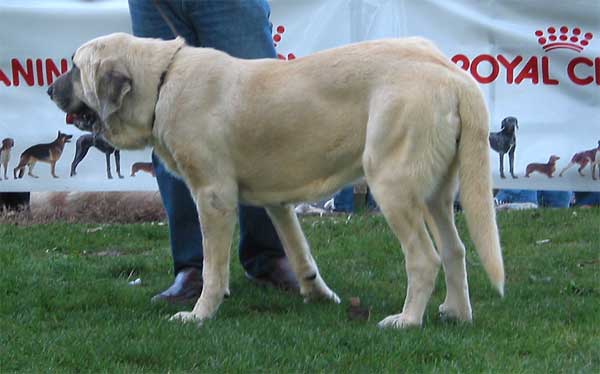 Nina de Valdejera - Intermediate Class Females - AEPME Monográfica, Valencia de Don Juan, León, 18.09.2004
(Campo de Ablanera x Cepa de Valdejera)
Breeder: Eduardo Sierra 
Owner: Kennel Lunava  

Keywords: 2004 lunava