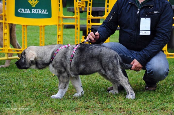 Xiana: MB - Muy Cachorros Hembras, Arriondas, Asturias 19.05.2012
Keywords: 2012