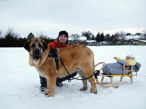 Marek and Miska - Winner Photo of the Month February 2010
Keywords: snow nieve